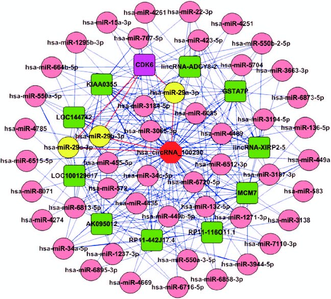 ceRNA analysis for circRNA_100290. Cytoscape was used to visualize circRNA_100290-miRNA-target gene interactions based on the circRNA microarray and mRNA microarray data. In the network, 46 miRNAs that ranked relatively higher and 11 most possible target genes of these miRNAs were collected. The octagon represents circRNA_100290, the circle represents miRNAs and the round rectangle represents target genes of miRNAs (including mRNAs, lncRNAs and other transcripts). The relationship between the nodes was connected with solid lines. The enlarged and red marked solid lines show circRNA_100290-miR-29 familyâCDK6 interactions.Â 