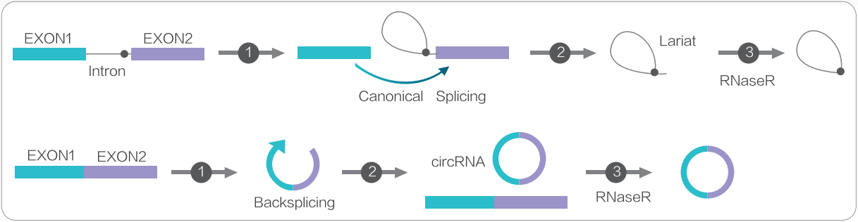 RNase R
